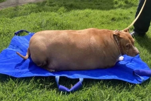 Revelaron que la mascota pesaba 54.4 kilogramos y al final de su vida era incapaz de moverse