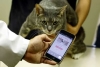 CatsMe!, la app que puede diagnosticar gatos en Japón