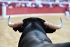 Aplazan audiencia para suspender corridas de toros en CDMX