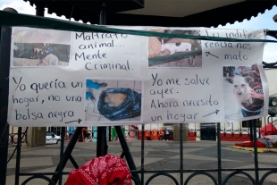 Buscarán protectoras de animales generar conciencia con pláticas en escuelas