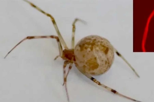 Modificaron la tela que producen estos insectos para que salga de un llamativo color rojo fluorescente