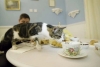 Asociaciones en el Reino Unido buscarán prohibir las cafeterías con gatos; aquí sus razones