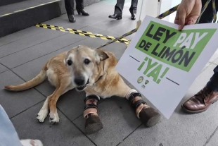El perrito “Pay de Limón”, víctima de maltrato, encabezó la entrega de una iniciativa al Senado de la República