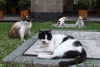 ¡Excelente servicio! Gatitos de palacio nacional tendrán presupuesto de alimentación y cuidados