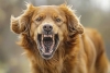 ¿Las bacterias intestinales influyen en la agresividad de los perros? Expertos analizan