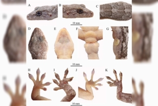 Tras capturar algunos ejemplares, verificaron que se trata de una nueva especie gracias a análisis filogenéticos