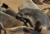 Mueren 5 mil crías de lobo marino en África