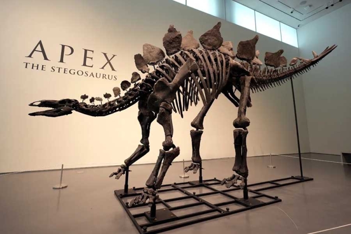 El estegosaurio llegó a ser uno de los dinosaurios más distintivos del mundo