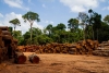 ¿Sorpresa? Brasil fue el país que más destruyó bosques tropicales en 2023