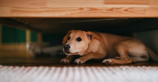 Ante tal situación, muchas personas se están preguntando si dicha enfermedad puede contagiar también a sus mascotas.