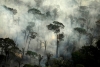 Destruir la biodiversidad provocará pandemias más graves que la del COVID-19: estudio