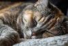 ¿Por qué los gatos prefieren dormir sobre su lado izquierdo?
