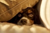 ¿Notas a tu perro ansioso? Aquí 5 consejos de expertos para calmarlo