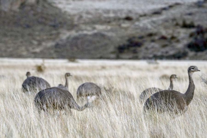 Liberan 14 ñandúes para evitar su extinción