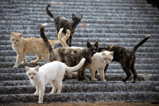 Grupo de gatos ferales descansa sobre unas escaleras, símbolo de la presencia milenaria de estos felinos cuyo origen, según un nuevo estudio, se remonta al norte de África antes de expandirse por toda Europa