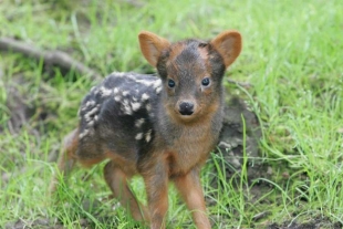 Nació en un bioparque argentino una cría de pudú