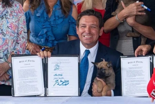 Los actos de abandono de mascotas que ocurran durante huracanes u otros desastres naturales serán castigados 