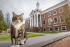 Universidad de Estados Unidos otorga doctorado honorífico a un gatito; conoce la razón