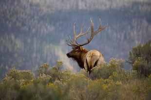 En palabras de Linda Veress, portavoz del National Park Service (NPS), el rumor de que diferentes especies están abandonando Yellowstone es falso