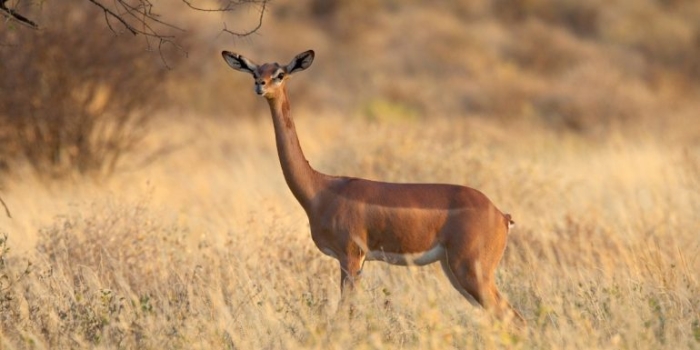 Su nombre proviene de la palabra somalí “garanuug”, que en su traducción al español significa “cuello de jirafa”.