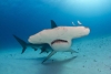 Tiburón martillo, la especie que rompe todas las reglas de respiración