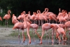 Los flamencos se “desangran” para alimentar a sus crías: ¿mito o realidad?