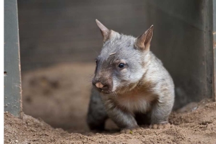 La influencer sonríe a la cámara mientras sostiene al animal, que se retuerce y chilla en señal de angustia