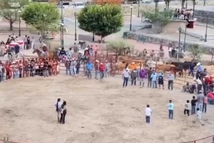 Uno de los ejemplares se queda inmóvil después de la explosión de los artefactos colocados