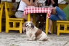 ¿Vas de paseo con tu mascota? Encuentra lugares pet friendly usando Google Maps