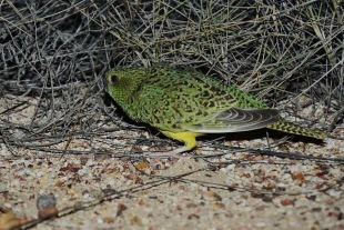 El equipo de CSIRO identificó el canto de, al menos, 50 loros nocturnos dentro del Área Protegida Indígena de Ngururrpa