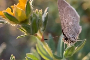 Su nombre científico, Satyrium curiosolus