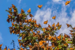 Los santuarios de la Mariposa Monarca, abrieron sus puertas al turismo en un horario de 08:00 a 17:00 horas