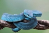 ¡Más peligrosa que una cascabel! Conoce a la víbora isleña de labios blancos