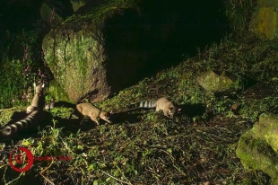 Nacen crías de cacomixtle en Ciudad Universitaria, símbolo de conservación en la UAEMéx