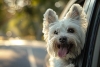 Gobierno de CDMX pide a dueños identificar el carácter de su perro con ayuda de colores