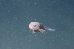 La especie, bautizada como “Bumpy Snailfish” (Careproctus colliculi), debido a su piel grumosa, ingresó en los registros científicos como un nuevo integrante de la familia de los peces caracol