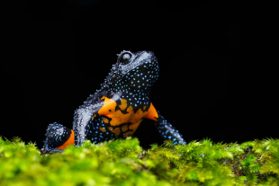 Las “ranas galaxia” (Melanobatrachus indicus) son pequeños anfibios cuyo tamaño apenas supera al de la yema de un dedo