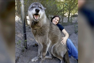 Yuki, el animal híbrido gigante que parece irreal