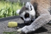 Calor intenso: Previenen golpe de calor en animales del Zoológico de Zacango