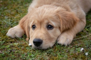 Las heces de tu perro podrían reflejar su estado de salud