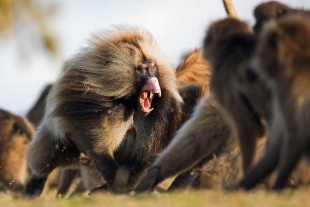 Tal parece que las relaciones entre primates de ambos géneros no son tan simples como parecía